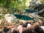 Blauwe garnalen aquarium, Ophalen