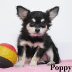 ''Poppy'' & ''Pippa'' Chihuahua's - pups te koop (Belgisch), Dieren en Toebehoren, Honden | Chihuahua's en Gezelschapshonden, CDV (hondenziekte)