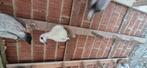 Duiven te koop 10 stok voor 50 euro, Dieren en Toebehoren, Vogels | Duiven