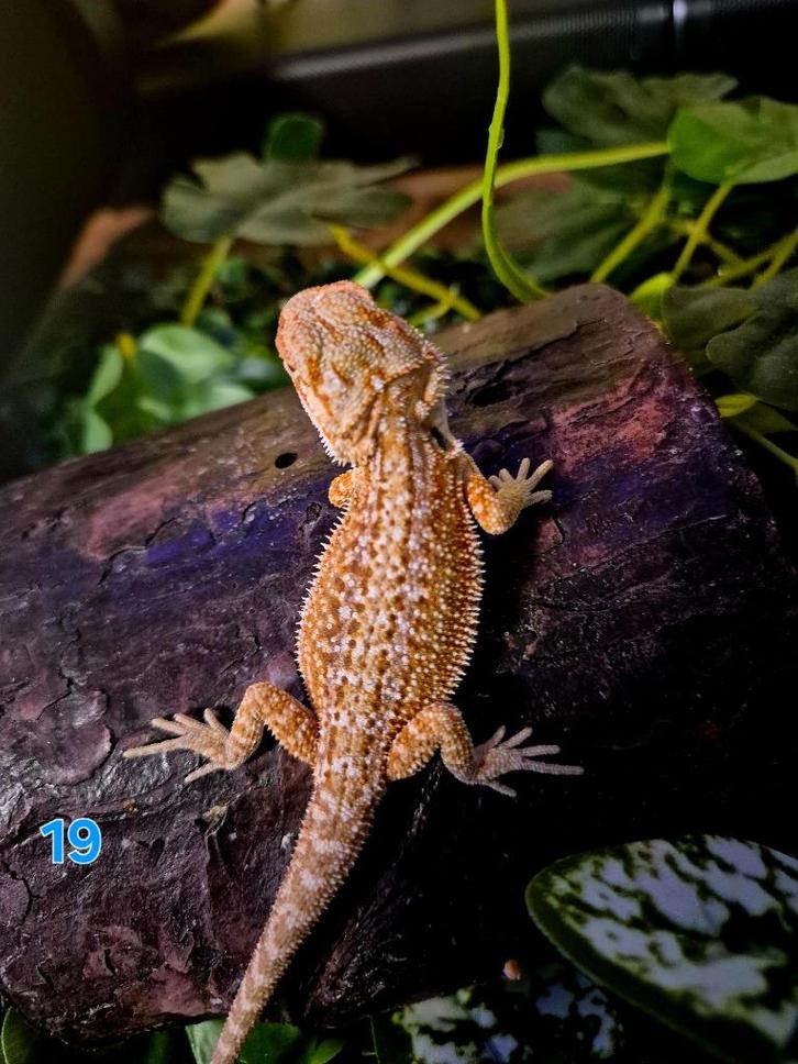Baardagaam morph  hypo warm oranje/caramel, Dieren en Toebehoren, Reptielen en Amfibieën, Overige soorten, 0 tot 2 jaar, Tam