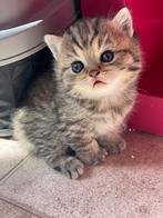 Britse korthaar kittens, Dieren en Toebehoren, Meerdere dieren, Gechipt, 0 tot 2 jaar