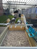 Kanaries poppen en mannen met Duitse kuif en gladkop, Dieren en Toebehoren, Vogels | Kanaries, Meerdere dieren