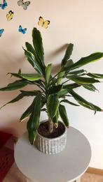 Mooie plant in pot, En pot, Moins de 100 cm, Enlèvement, Yucca