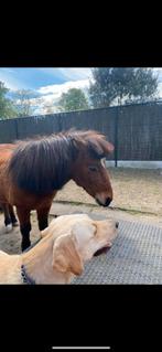 Shetlander 90 cm super lief ruin 17 jaar, Dieren en Toebehoren, Ruin, Zadelmak