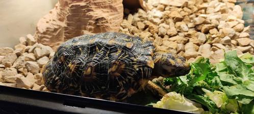 Aangeboden; Volwassen vrouwelijke landschildpad, Dieren en Toebehoren, Reptielen en Amfibieën, Schildpad, 11 jaar of ouder, Tam