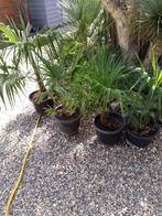 trachy carpus fortunei, Tuin en Terras, Planten | Bomen, Ophalen