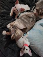 Prachtige volledig gestreepte oosterse Siamese kittens!, Dieren en Toebehoren, Katten en Kittens | Overige Katten, Meerdere dieren