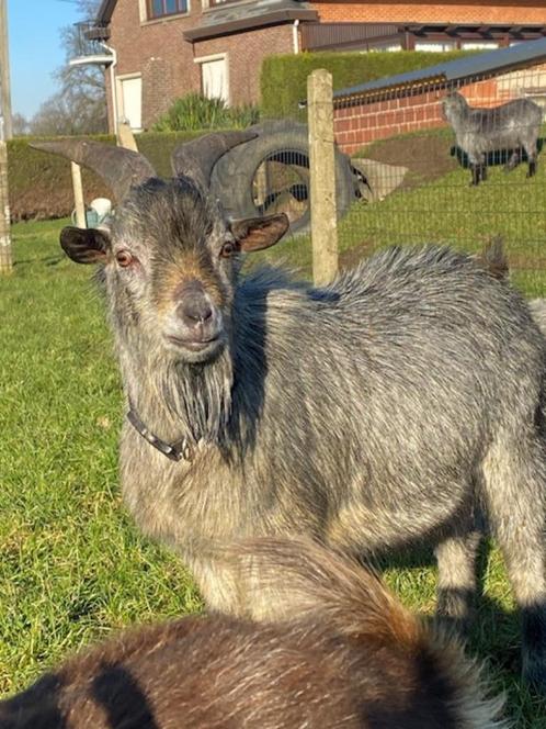 Supper mooi dekbokje dwerggeit, Dieren en Toebehoren, Schapen, Geiten en Varkens, Geit, Mannelijk, 0 tot 2 jaar