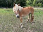 4 jarige haflingermerrie, Dieren en Toebehoren, Paarden, Merrie, Minder dan 160 cm, Gechipt, 3 tot 6 jaar