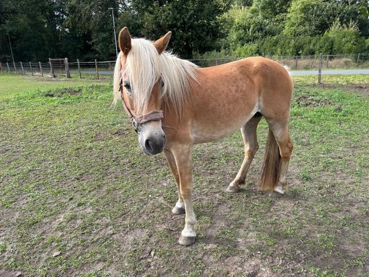 4 jarige haflingermerrie, Dieren en Toebehoren, Paarden, Merrie, Onbeleerd, Minder dan 160 cm, 3 tot 6 jaar, Recreatiepaard, Met stamboom