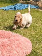 Prachtige schimmelkleurige engelse cocker pups, België, CDV (hondenziekte), 8 tot 15 weken, Meerdere