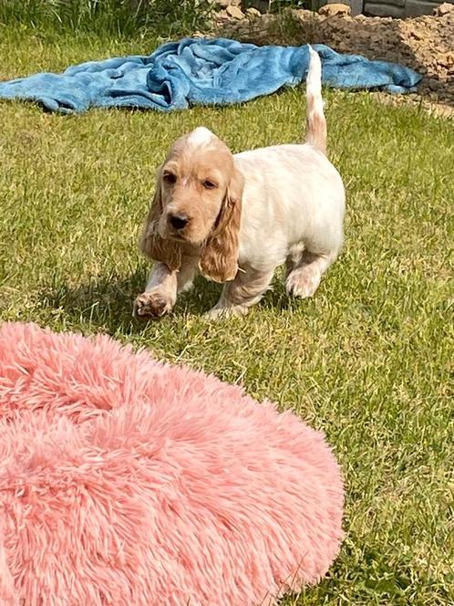 Prachtige schimmelkleurige engelse cocker pups, Dieren en Toebehoren, Honden | Retrievers, Spaniëls en Waterhonden, Meerdere dieren