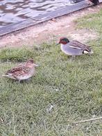 Wintertalingen, Femelle, Canard