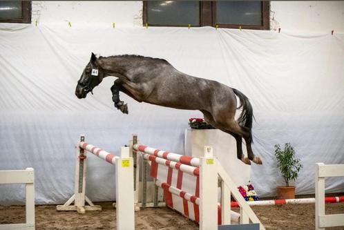 3 jarige ruin, Dieren en Toebehoren, Paarden