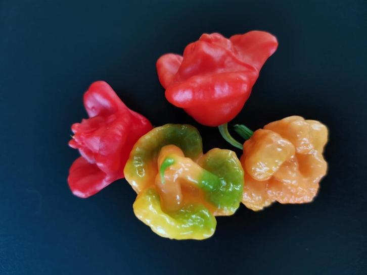 5 peperzaden chili peper Rocotillo (mild heet), Tuin en Terras, Bloembollen en Zaden, Zaad, Voorjaar, Verzenden