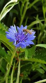 1 jarige korenbloem, lees beschrijving , 6 voor 5 euro, Autres espèces, Annuelle, Plein soleil, Été