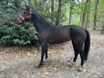 5 jarige merrie, Dieren en Toebehoren