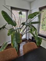 Strelitzia, Huis en Inrichting, Kamerplanten, Ophalen