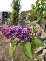 sering in pot, Ophalen