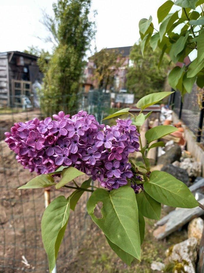 donker paarse sering in pot/ lichte paarse  stekken in pot, Tuin en Terras, Planten | Struiken en Hagen, Ophalen