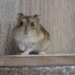Hamster nain russe à vendre, Animaux & Accessoires, Rongeurs, Plusieurs animaux, Hamster