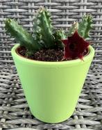 Huernia Aspera, Verzenden, Vetplant, Minder dan 100 cm