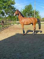 Leuke ruin 2016, Dieren en Toebehoren, Paarden, B, Gechipt, Ruin, 170 tot 175 cm