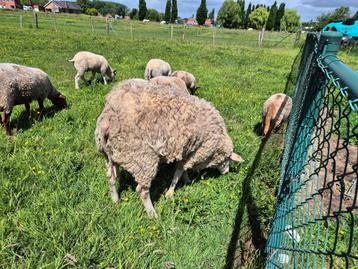 SCHAPENRAM, Mannelijk, Schaap, 0 tot 2 jaar