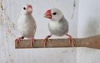 Rijstvogels 2025., Dieren en Toebehoren