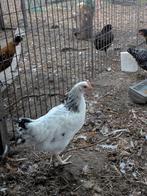 Sussex legkippen, Dieren en Toebehoren, Pluimvee
