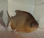 Sac ventral rouge (piranha), Animaux & Accessoires, Poisson