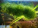 Riccia watervorkje aquarium planten, Ophalen, Nieuw, Plant(en), Steen of Hout