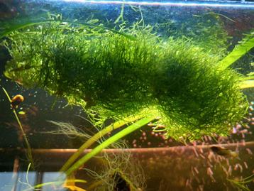 Riccia watervorkje aquarium planten  beschikbaar voor biedingen