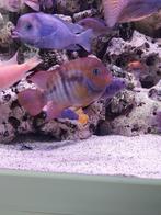 Sajica cicliden, Dieren en Toebehoren