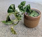 Te koop: Epipremnum aureum ‘Marble Queen’ - €10, Ophalen