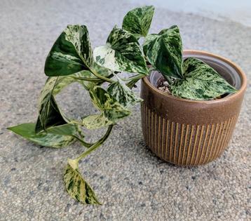 Te koop: Epipremnum aureum ‘Marble Queen’ - €10 beschikbaar voor biedingen