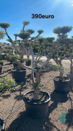 ‼️olijfboom olea europaea plato aan stuntprijzen ‼️, Ophalen, Olijfboom