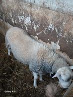 Ram 9 maanden  moet niet geschoren worden is een zelfruinend
