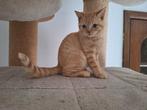 Brits korthaar kitten - Archie, Dieren en Toebehoren, Katten en Kittens | Raskatten | Korthaar, Kater, Gechipt, 0 tot 2 jaar