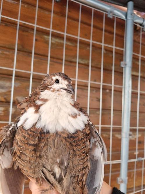 Prachtig celadon Japans kwartel haantje, Dieren en Toebehoren, Vogels | Overige Vogels