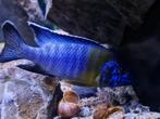Zeer mooi volwassen koppel malawi ( Aulonocara Maulana ), Dieren en Toebehoren, Vissen | Aquariumvissen, Vis, Zoetwatervis