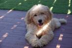 Prachtige medium Goldendoodle pups, Dieren en Toebehoren, België, Overige rassen, CDV (hondenziekte), 8 tot 15 weken