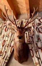 Belle tête de cerf en peluche plus grande et taxidermie, Collections, Collections Animaux, Bois ou Tête, Utilisé, Enlèvement ou Envoi