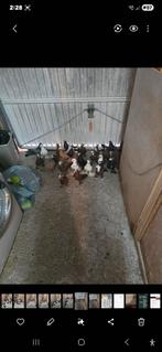 irakes pigoen, Animaux & Accessoires, Oiseaux | Canaris