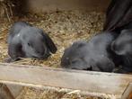 Engelse hangoor, voedsters, Vrouwelijk, Middelgroot, Hangoor, 0 tot 2 jaar