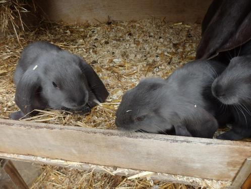 Engelse hangoor, voedsters, Dieren en Toebehoren, Konijnen, Middelgroot, Vrouwelijk, 0 tot 2 jaar, Hangoor