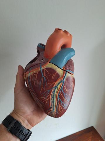 Groot anatomisch model hart beschikbaar voor biedingen