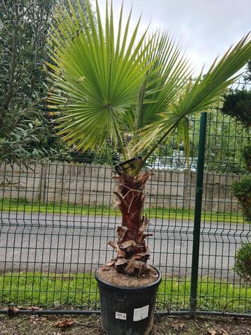 Palmboom Washingtonia Robusta 