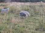 Mouton mâle