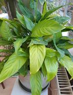 Lepelplant in pot met doorsnede van 20 à 25 cm, Huis en Inrichting, Kamerplanten, Ophalen, Overige soorten, In pot, Minder dan 100 cm